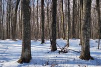 Property for sale in Forest County, Wisconsin