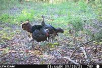 Property for sale in Wayne County, Tennessee