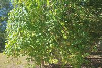 Undeveloped Land for sale in Rensselaer County, New York