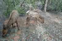 Undeveloped Land for sale in Coconino County, Arizona