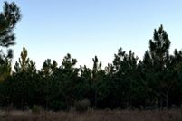 Undeveloped Land for sale in Aiken County, South Carolina