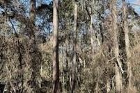 Undeveloped Land for sale in Liberty County, Georgia