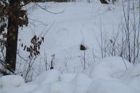 Property for sale in Rusk County, Wisconsin