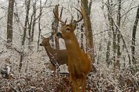 Undeveloped Land for sale in Carroll County, Illinois