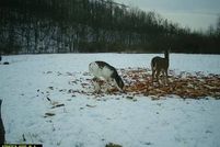 Undeveloped Land for sale in Noble County, Ohio