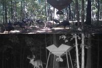 Property for sale in Sharp County, Arkansas