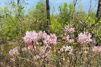 Property for sale in Brunswick County, North Carolina