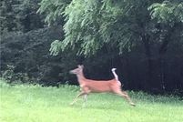 Property for sale in Buncombe County, North Carolina