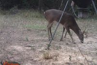 Property for sale in Titus County, Texas