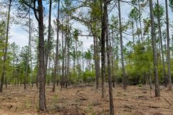 Timberland Property for sale in Angelina County, Texas