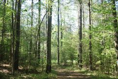 Hunting Land for sale in Crenshaw County, Alabama