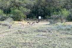 Undeveloped Land for sale in Goliad County, Texas