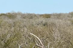 Undeveloped Land for sale in Karnes County, Texas