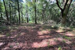 Undeveloped Land for sale in Covington County, Alabama