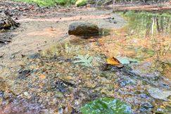 Timberland Property for sale in Jackson County, Alabama