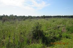 Timberland Property for sale in Baldwin County, Alabama