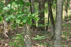 Undeveloped Land for sale in Garland County, Arkansas