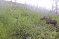 Undeveloped Land for sale in Grand County, Colorado