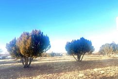 Undeveloped Land for sale in Apache County, Arizona