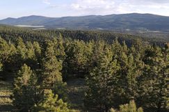 Undeveloped Land for sale in Colfax County, New Mexico