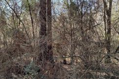 Undeveloped Land for sale in Pearl River County, Mississippi