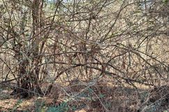 Undeveloped Land for sale in Pearl River County, Mississippi