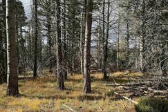 Undeveloped Land for sale in Colfax County, New Mexico