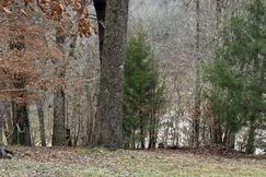 Undeveloped Land for sale in Trigg County, Kentucky