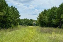 Hunting Land for sale in Lawrence County, Mississippi