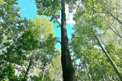Recreational Property for sale in Crow Wing County, Minnesota