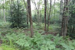 Undeveloped Land for sale in Carbon County, Pennsylvania