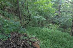 Undeveloped Land for sale in Sullivan County, Tennessee