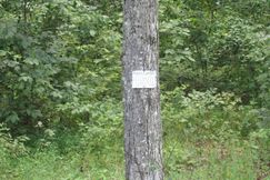 Undeveloped Land for sale in Louisa County, Virginia