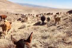 Undeveloped Land for sale in Malheur County, Oregon
