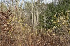 Undeveloped Land for sale in York County, Maine