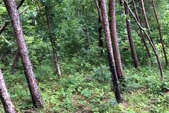 Undeveloped Land for sale in Lawrence County, Kentucky