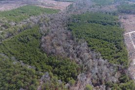 Hunting Land for Sale in Grant Parish, Louisiana - 5 Properties 