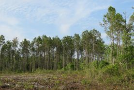 Timberland Property for sale in Levy County, Florida