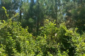 Timberland Property for sale in Ouachita County, Arkansas