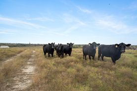 Undeveloped Land for sale in Hood County, Texas