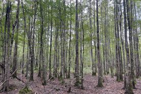Recreational Property for sale in Lamar County, Alabama
