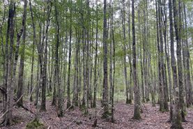 Timberland Property for sale in Lamar County, Alabama