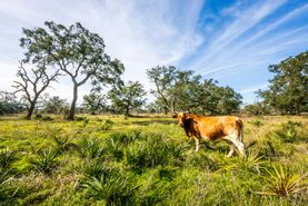 Ranch Property for sale in Brazoria County, Texas