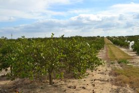 Undeveloped Land for sale in Polk County, Florida