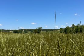 Property for sale in Marion County, Alabama