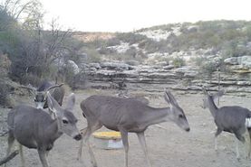 Ranch Property for sale in Terrell County, Texas