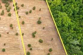 Undeveloped Land for sale in Dillon County, South Carolina