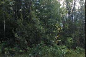 Undeveloped Land for sale in Alpena County, Michigan