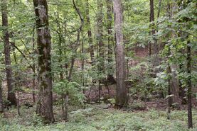 Property for sale in Poinsett County, Arkansas