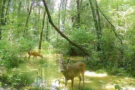 Recreational Property for sale in Scott County, Mississippi
